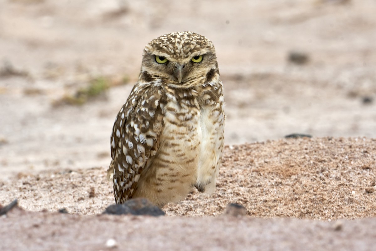 Burrowing Owl - ML616526016