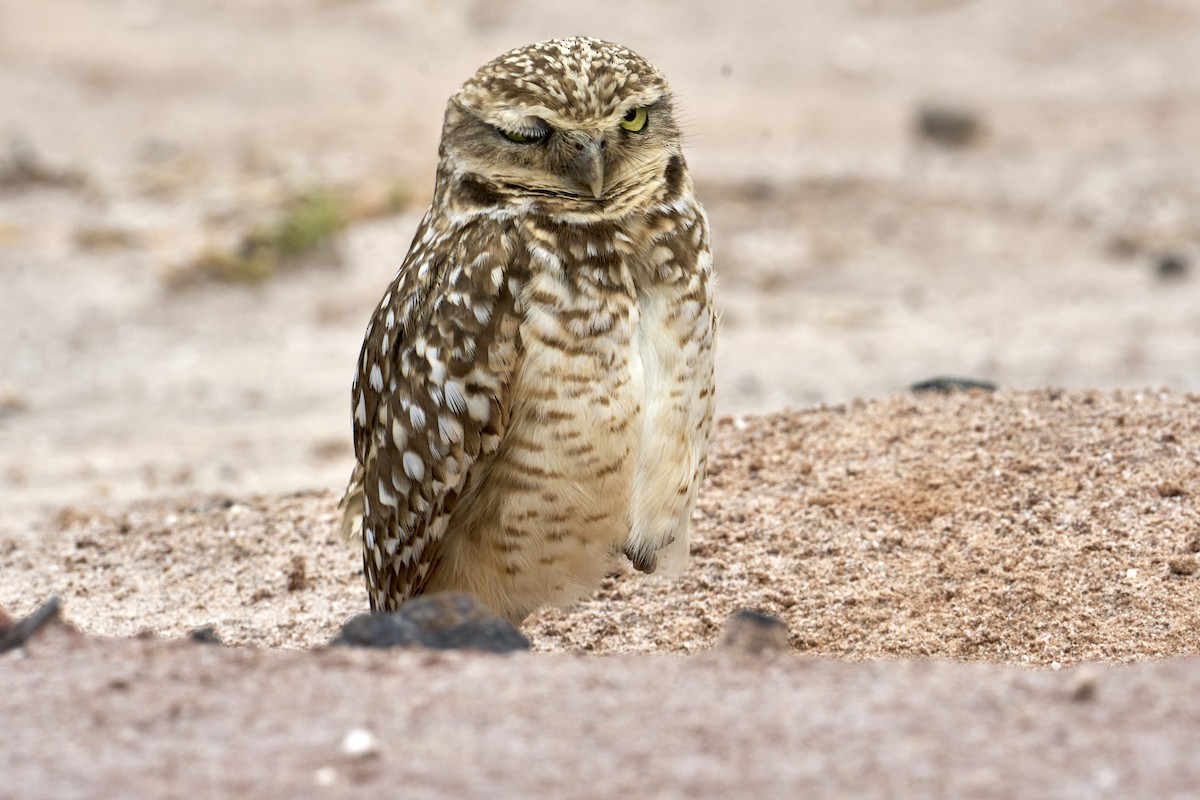 Burrowing Owl - ML616526027
