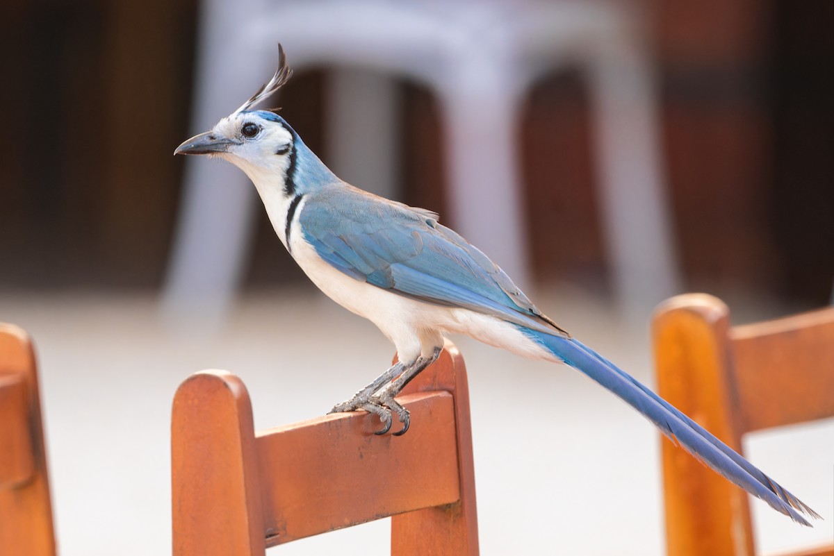 White-throated Magpie-Jay - ML616526037