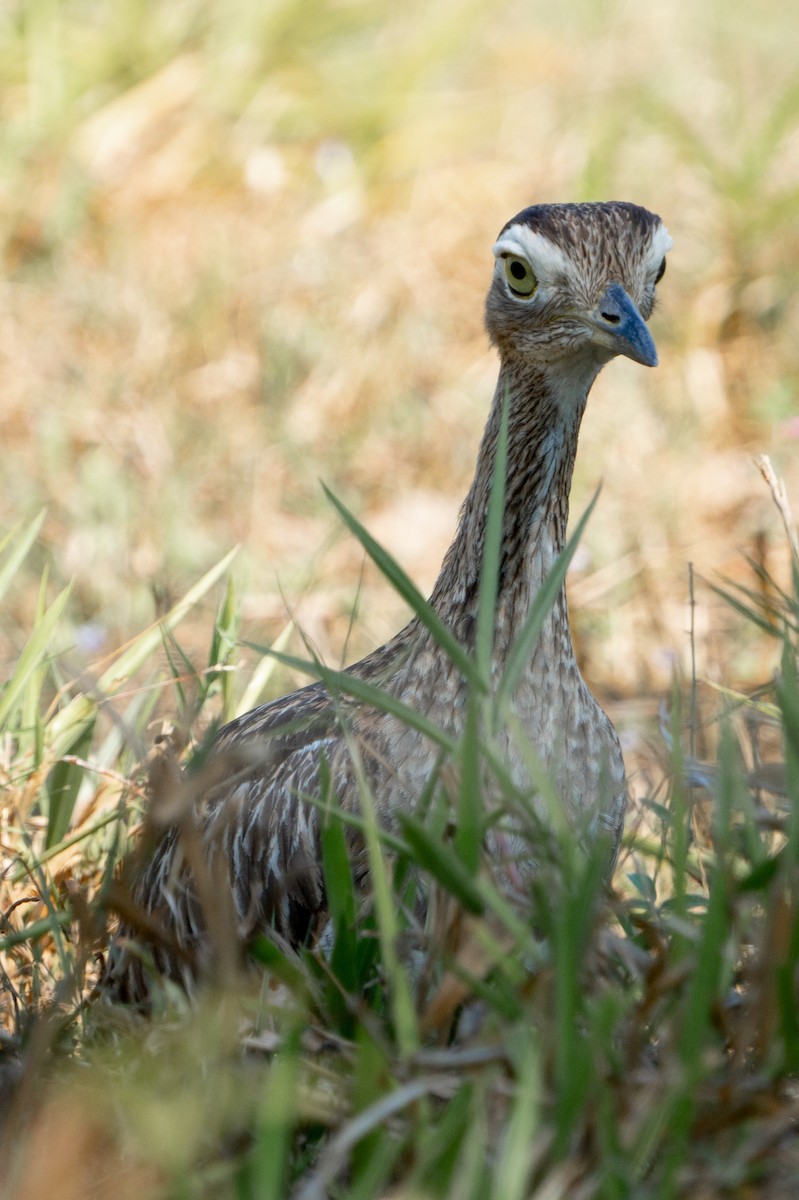 Double-striped Thick-knee - ML616526055
