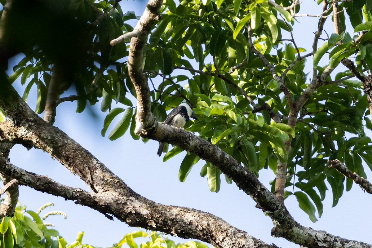 Guianan Puffbird - ML616526073