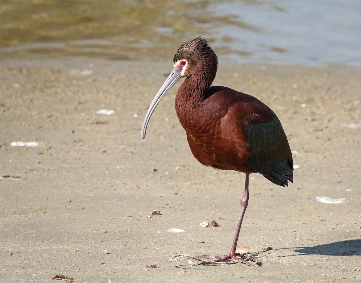 ibis americký - ML616526095