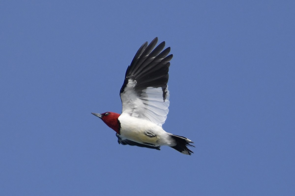 Red-headed Woodpecker - ML616526122