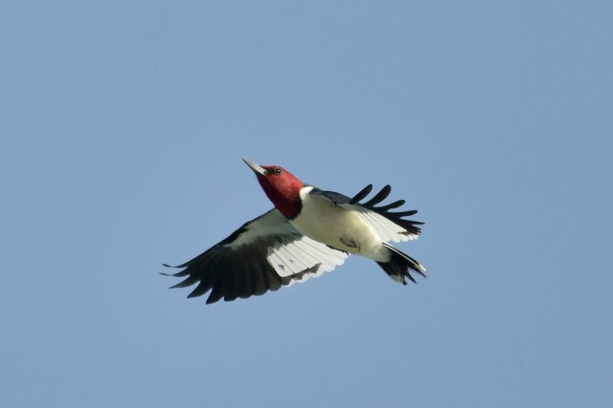 Red-headed Woodpecker - ML616526123