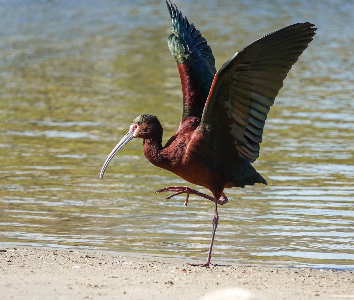 ibis americký - ML616526148