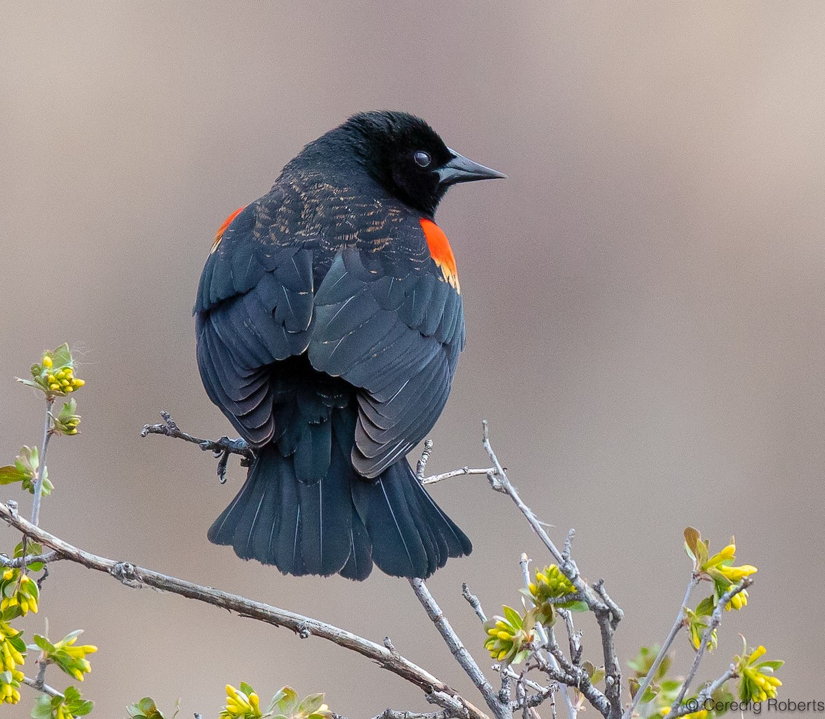 Red-winged Blackbird - Ceredig  Roberts