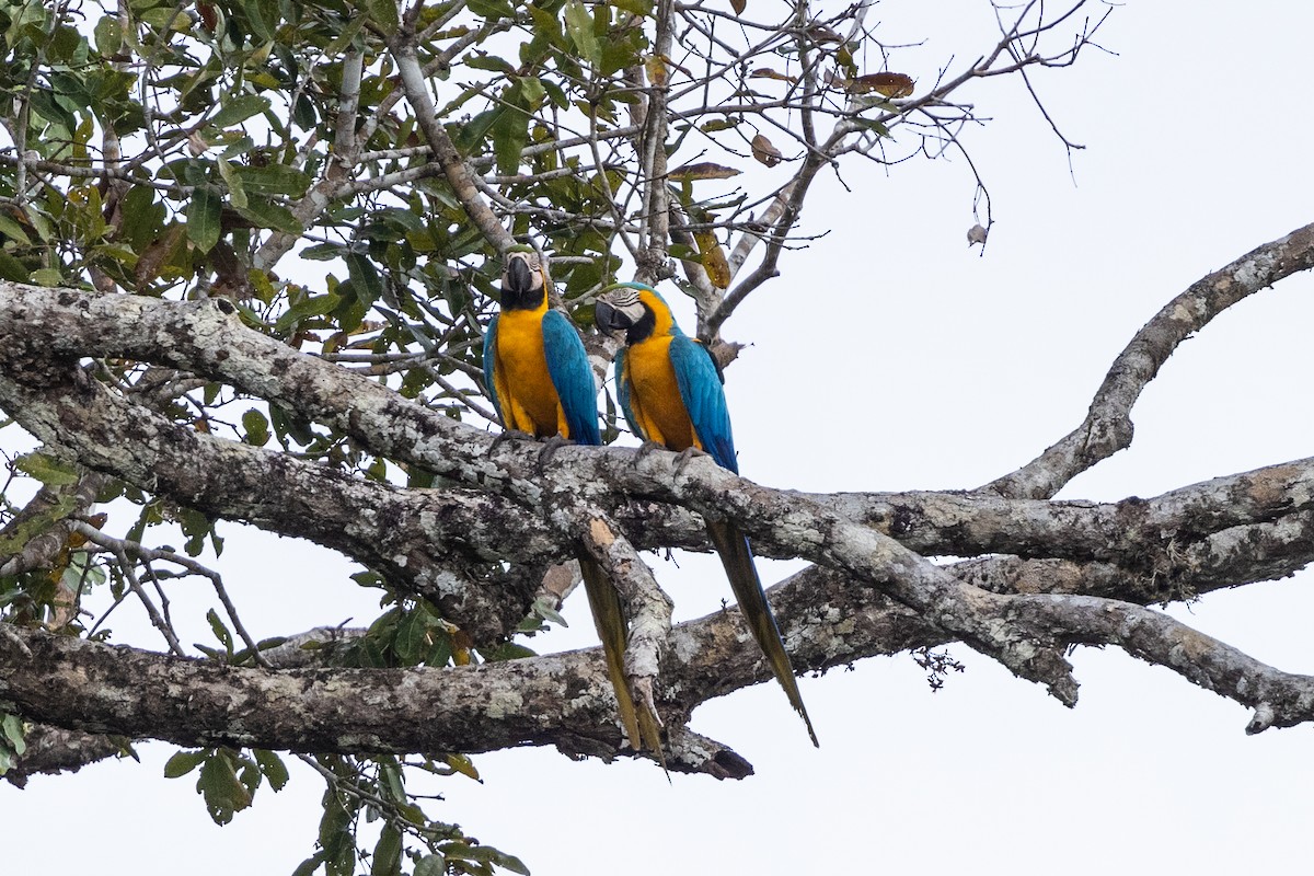 Blue-and-yellow Macaw - ML616526187
