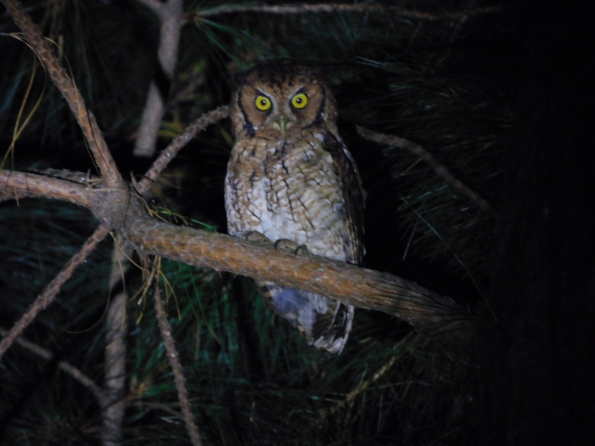 Long-tufted Screech-Owl - ML616526191