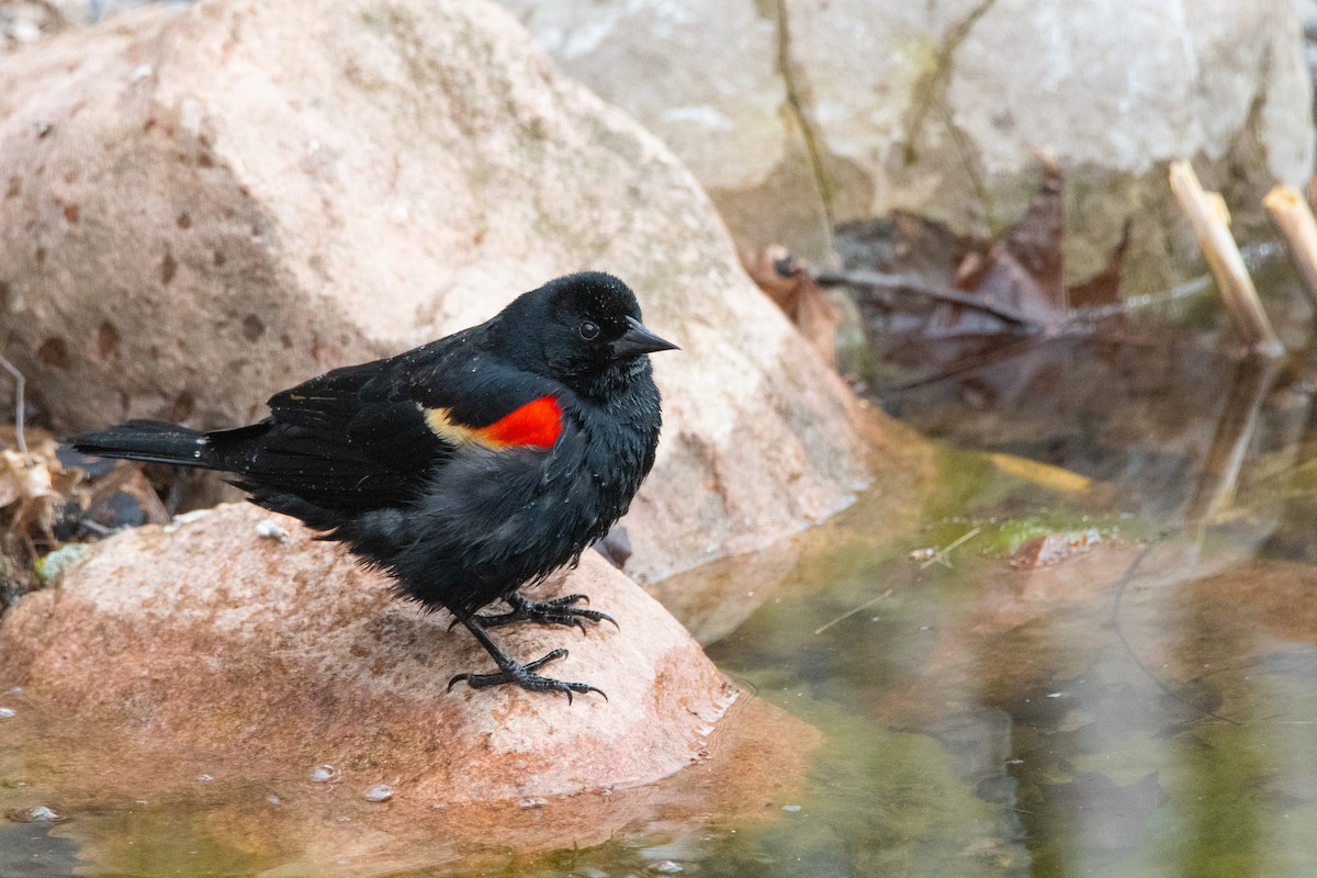Red-winged Blackbird - ML616526222