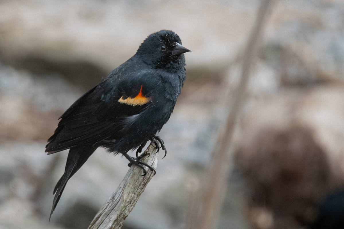 Red-winged Blackbird - Matthew Garvin