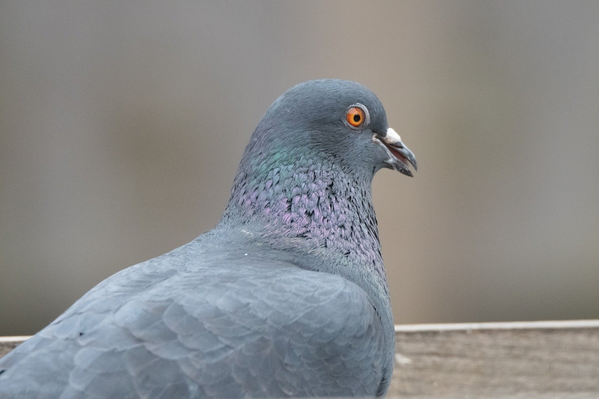 Rock Pigeon (Feral Pigeon) - ML616526236