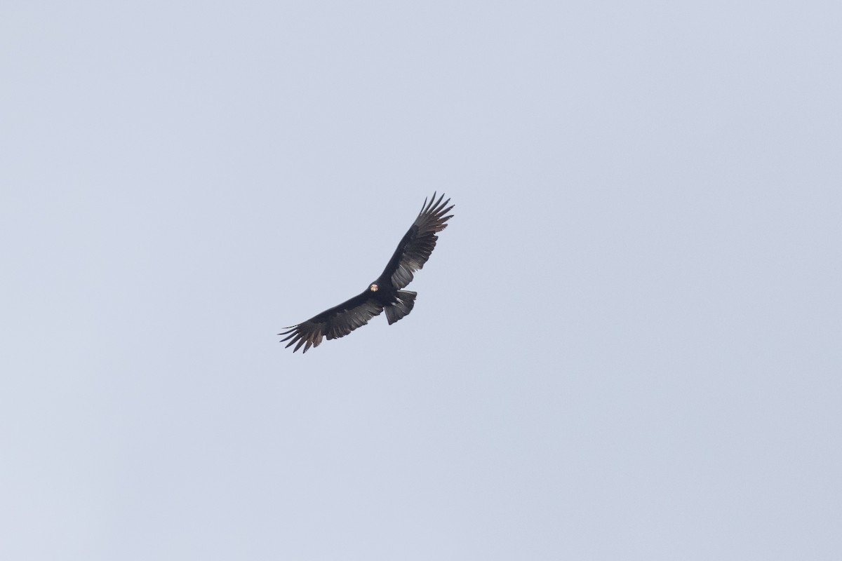 Turkey Vulture - ML616526256