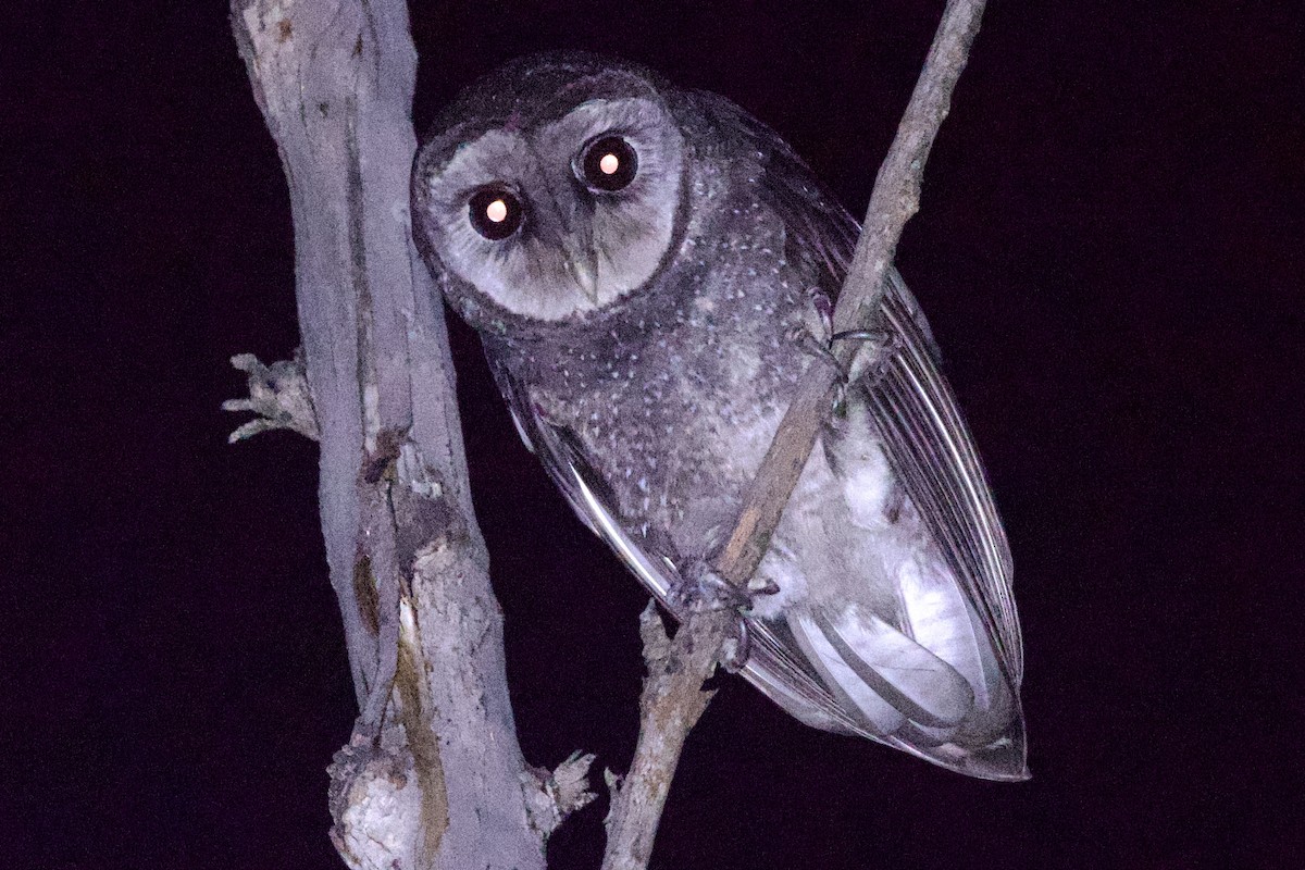 Sooty Owl (Greater) - ML616526278
