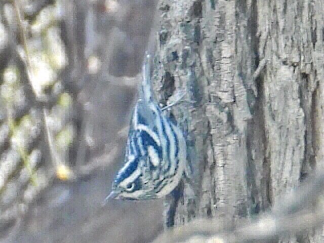Black-and-white Warbler - ML616526297