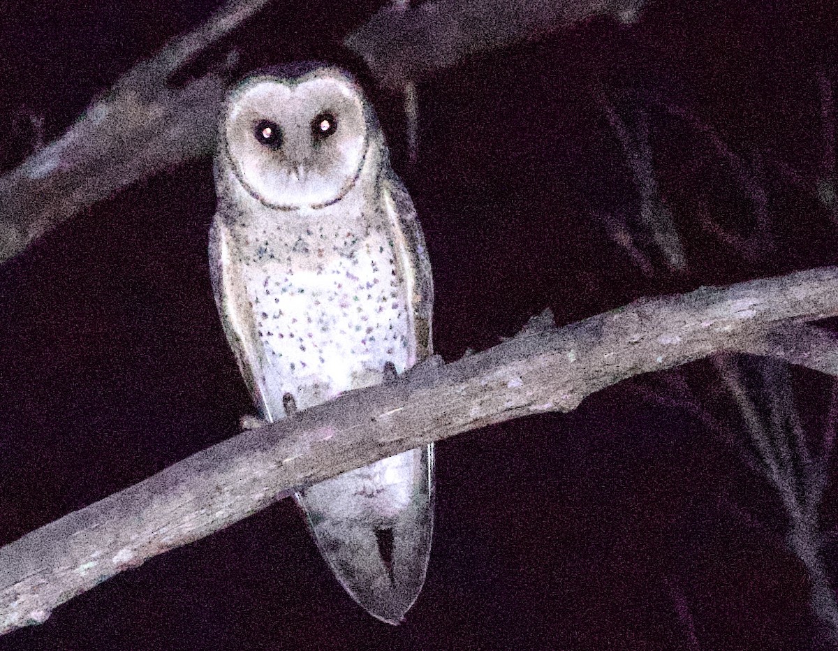 Australian Masked-Owl - ML616526301