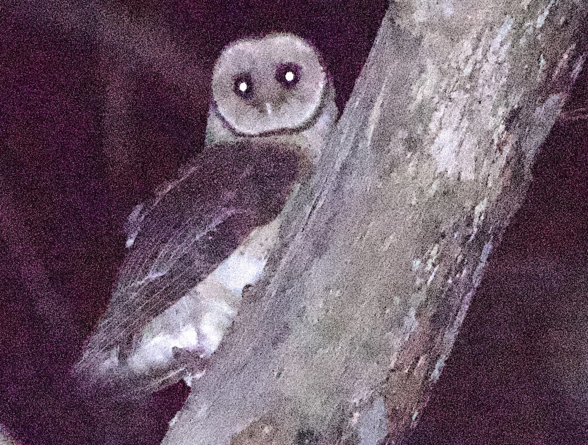 Australian Masked-Owl - Zebedee Muller