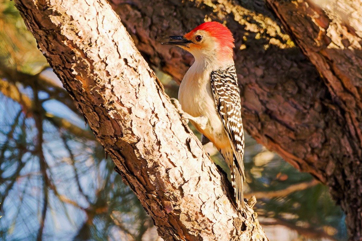 Red-bellied Woodpecker - Stephen Cook