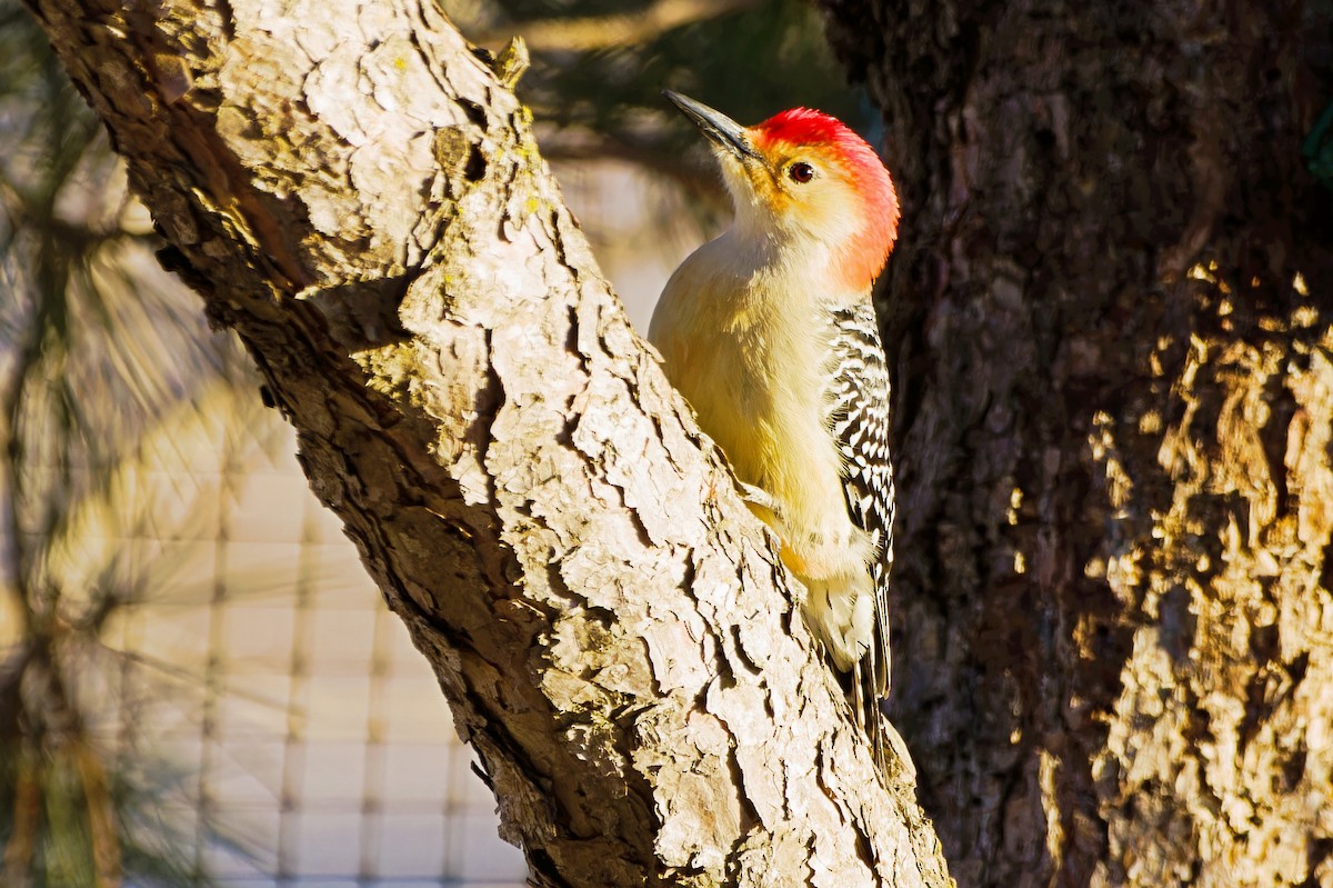 Red-bellied Woodpecker - ML616526357