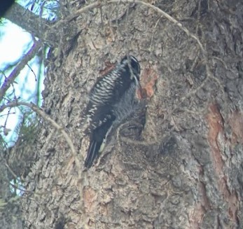American Three-toed Woodpecker (Northwest) - ML616526372