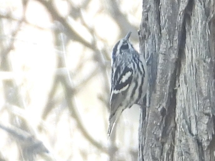 Black-and-white Warbler - ML616526390