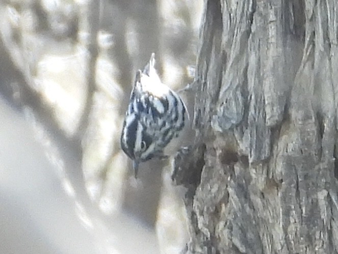 Black-and-white Warbler - ML616526391