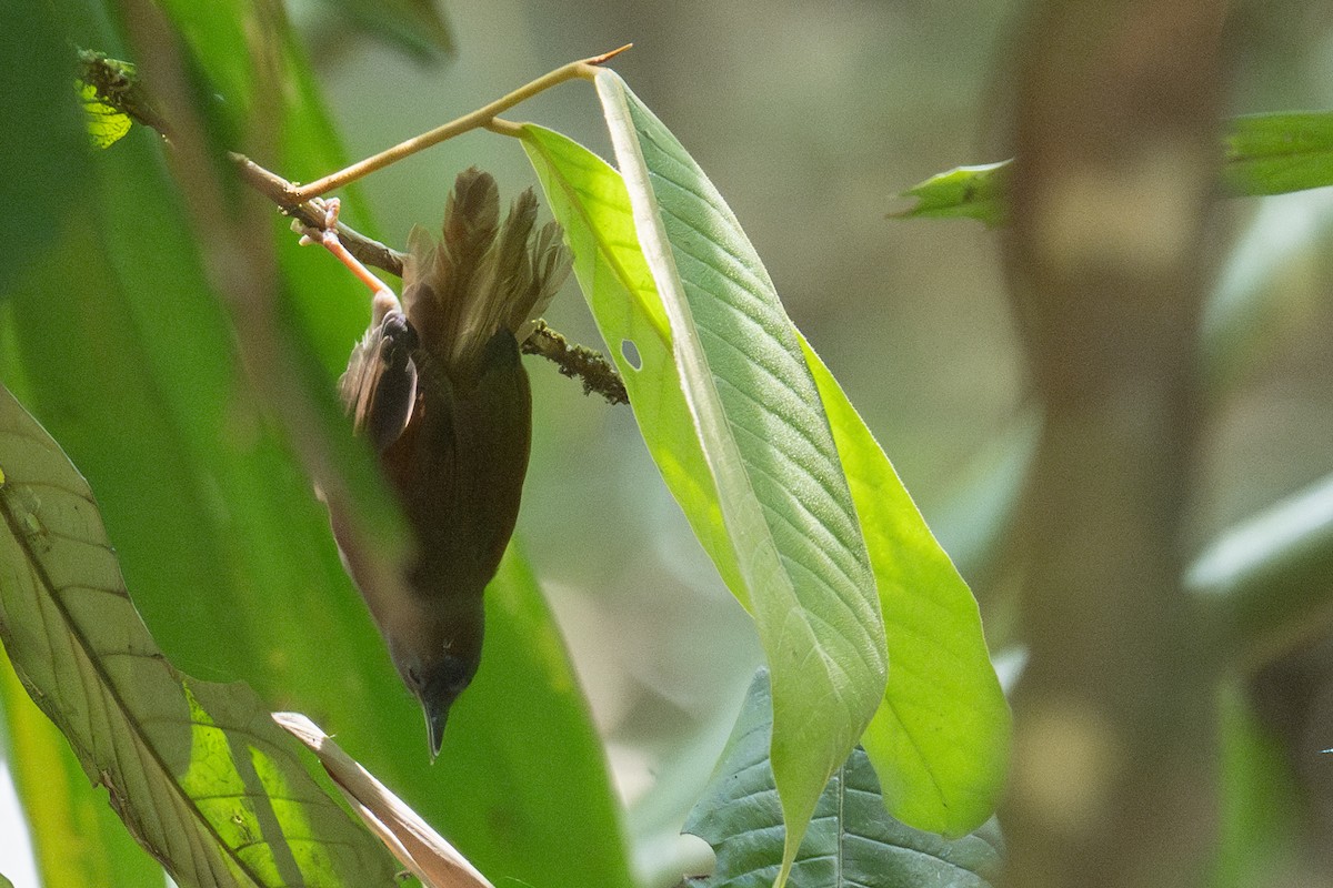 Chestnut-winged Babbler - ML616526431