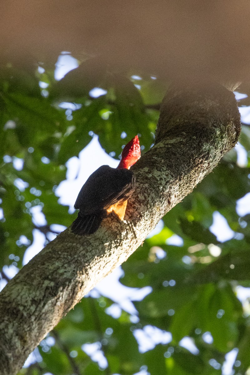 Red-necked Woodpecker - Nige Hartley