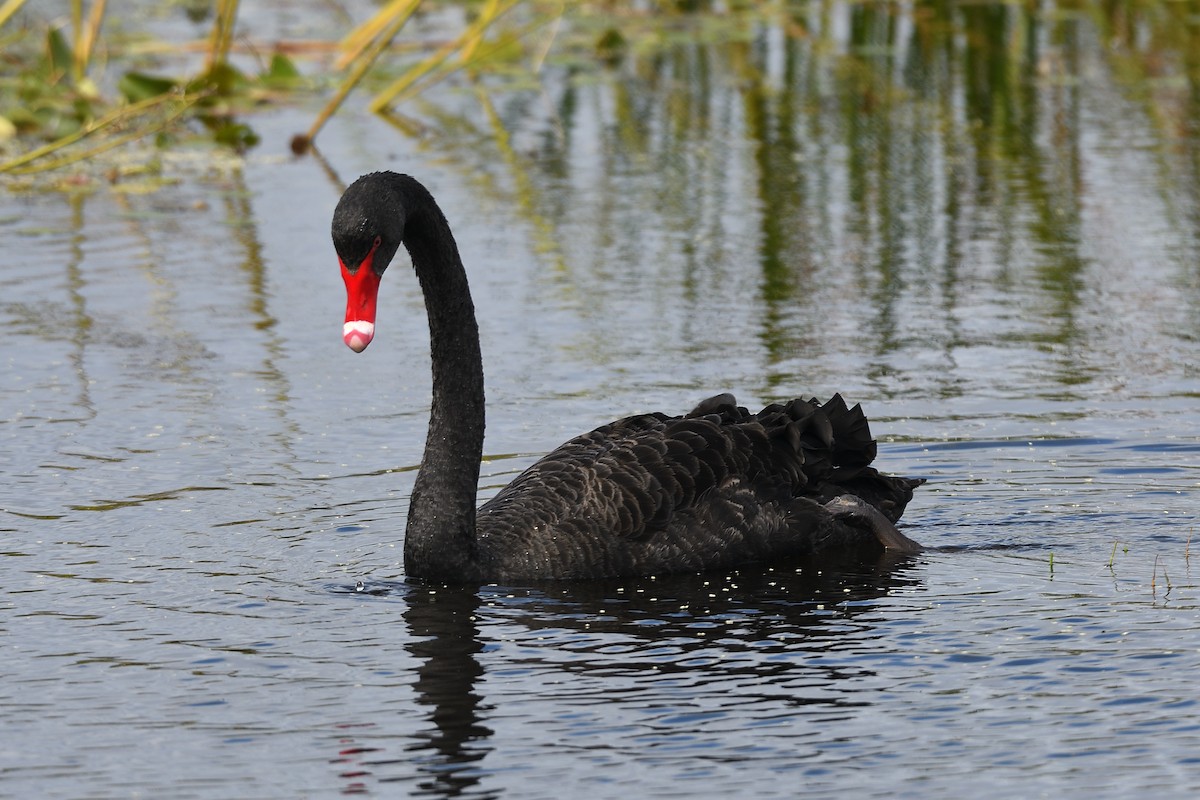 Black Swan - ML616526544
