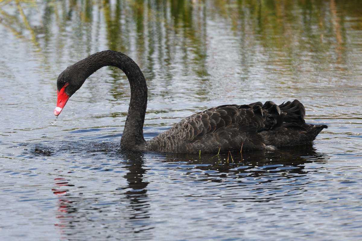 Black Swan - ML616526550