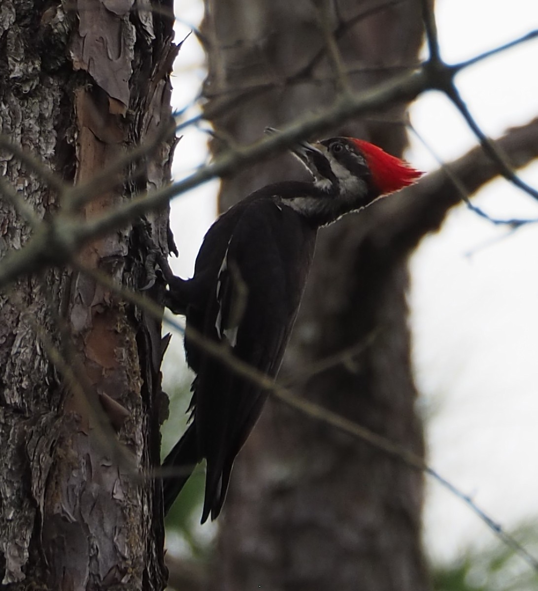 Pileated Woodpecker - ML616526559
