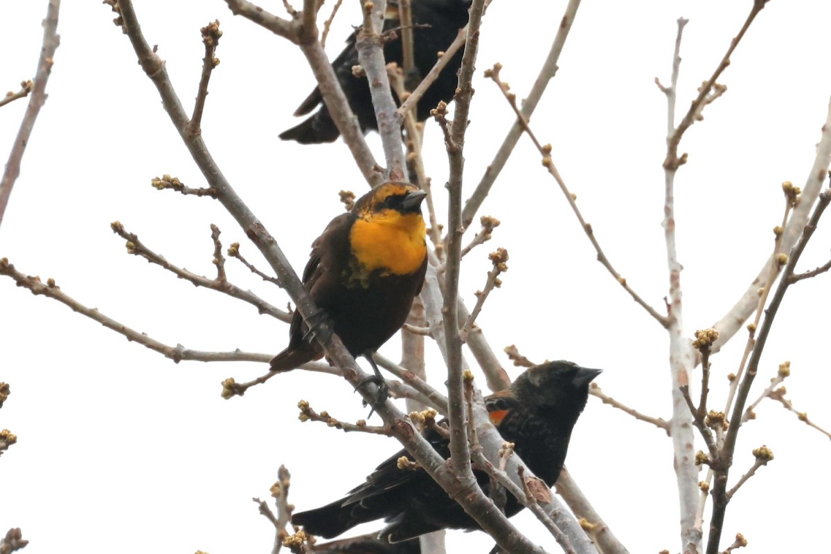 Yellow-headed Blackbird - ML616526693
