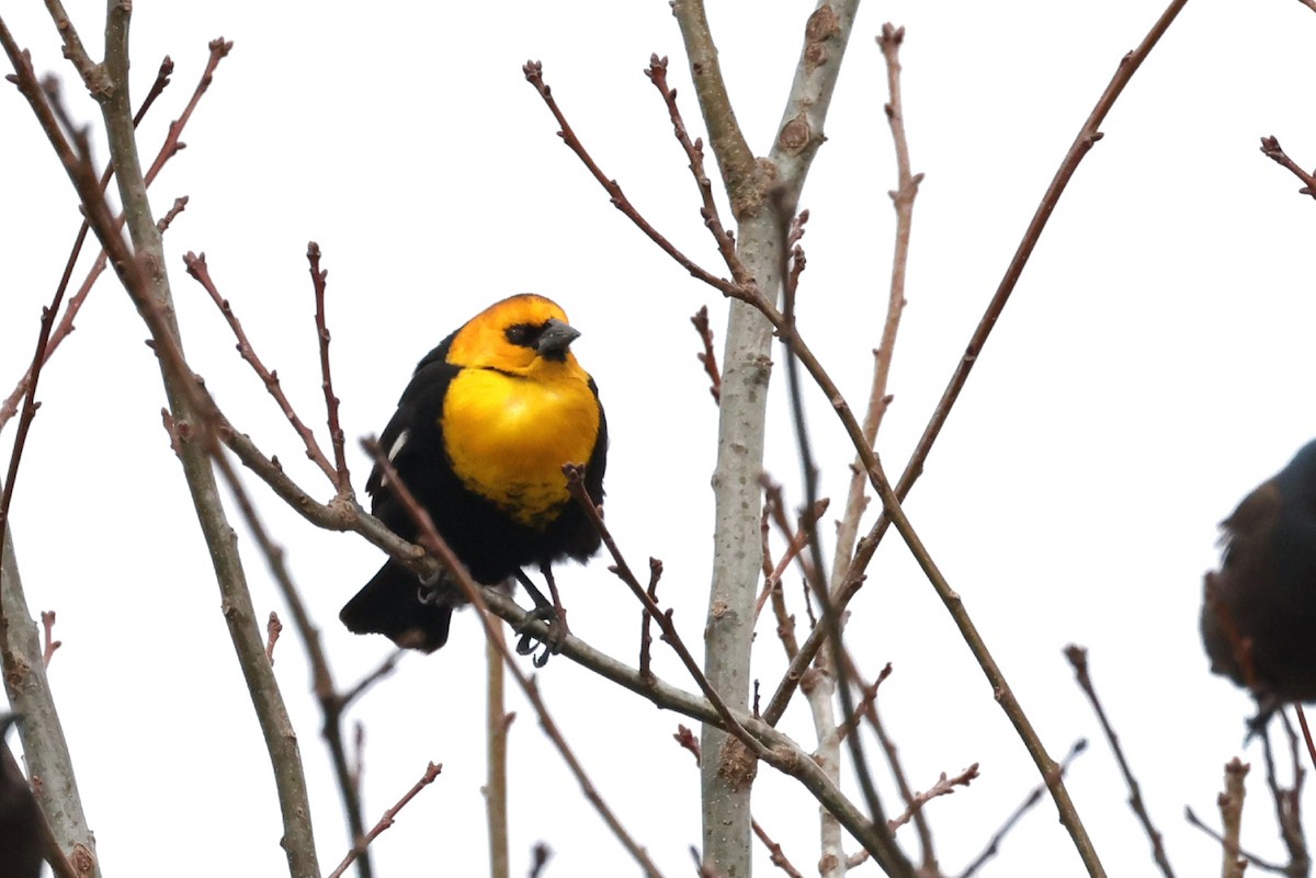 Yellow-headed Blackbird - ML616526699