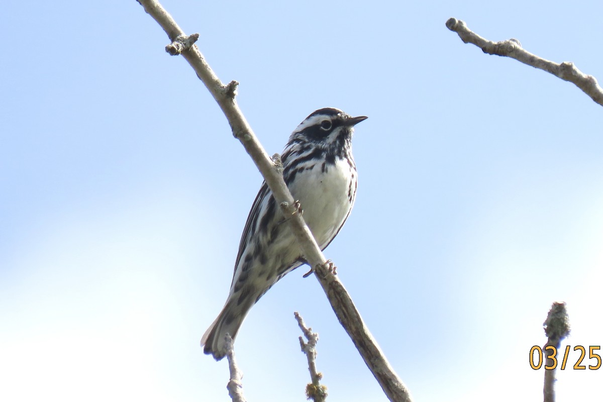 Black-and-white Warbler - ML616526781