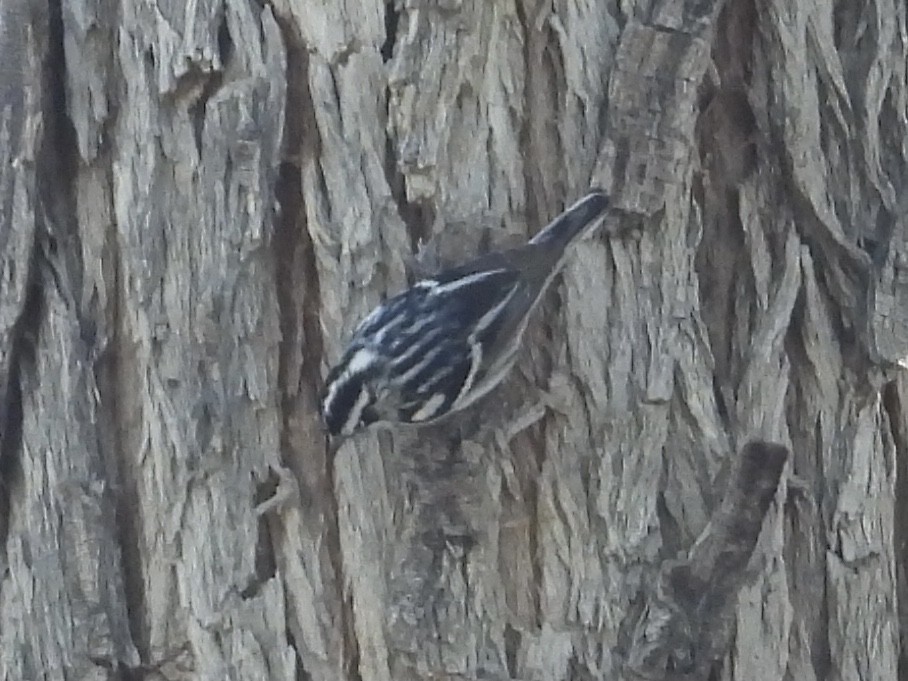 Black-and-white Warbler - ML616526829