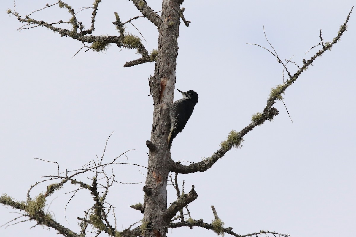 Black-backed Woodpecker - ML616526854