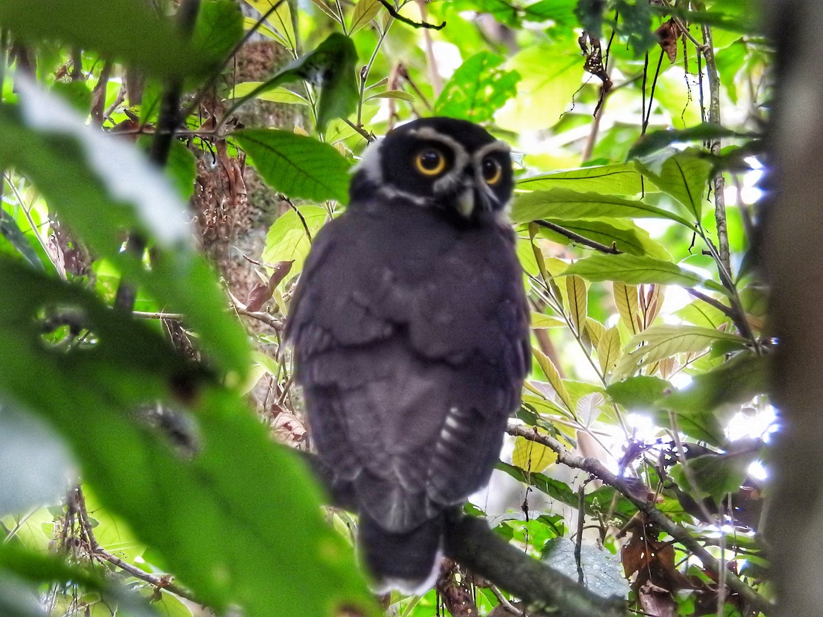 Spectacled Owl - ML616526864