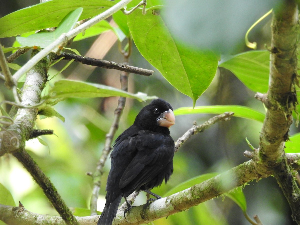 Nicaraguan Seed-Finch - Vinny Ríos