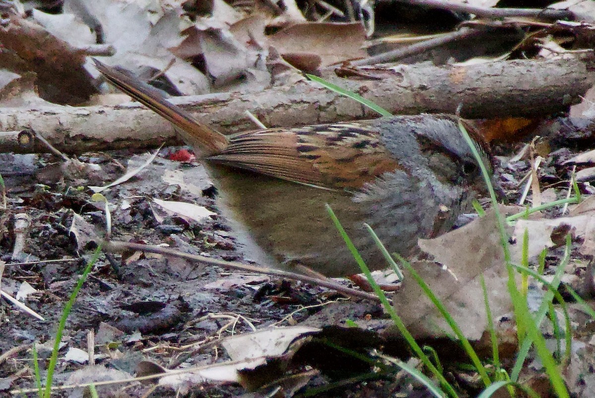 Swamp Sparrow - ML616526905