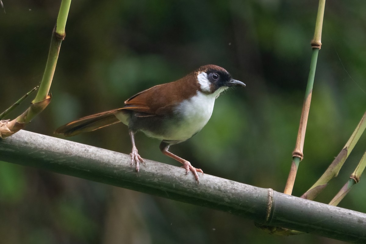 Gray-sided Laughingthrush - Phil Chaon
