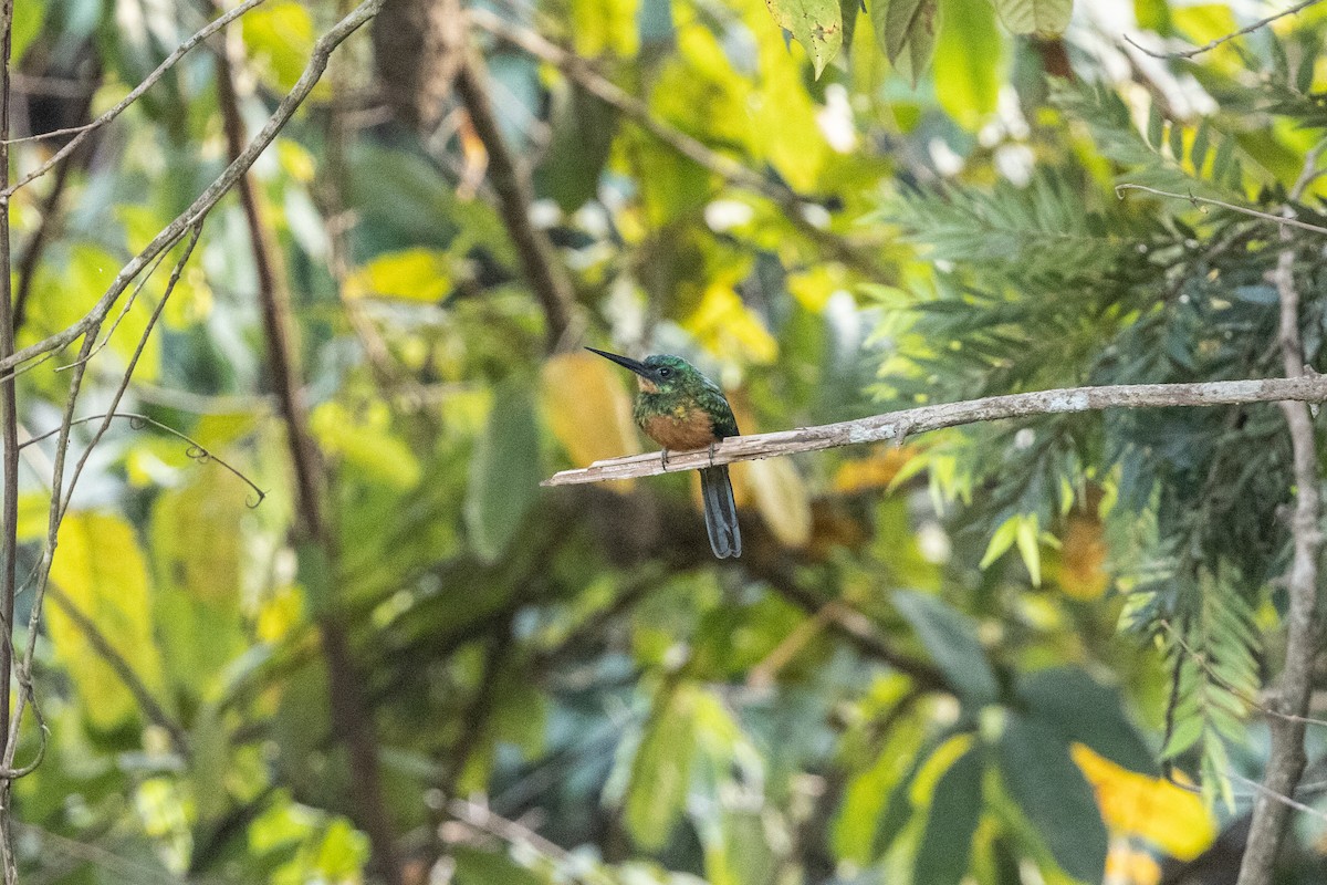 Green-tailed Jacamar - ML616526960