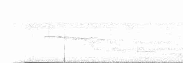 Southern Beardless-Tyrannulet - ML616527031