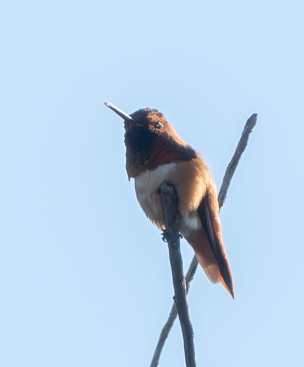 Allen's Hummingbird - ML616527088