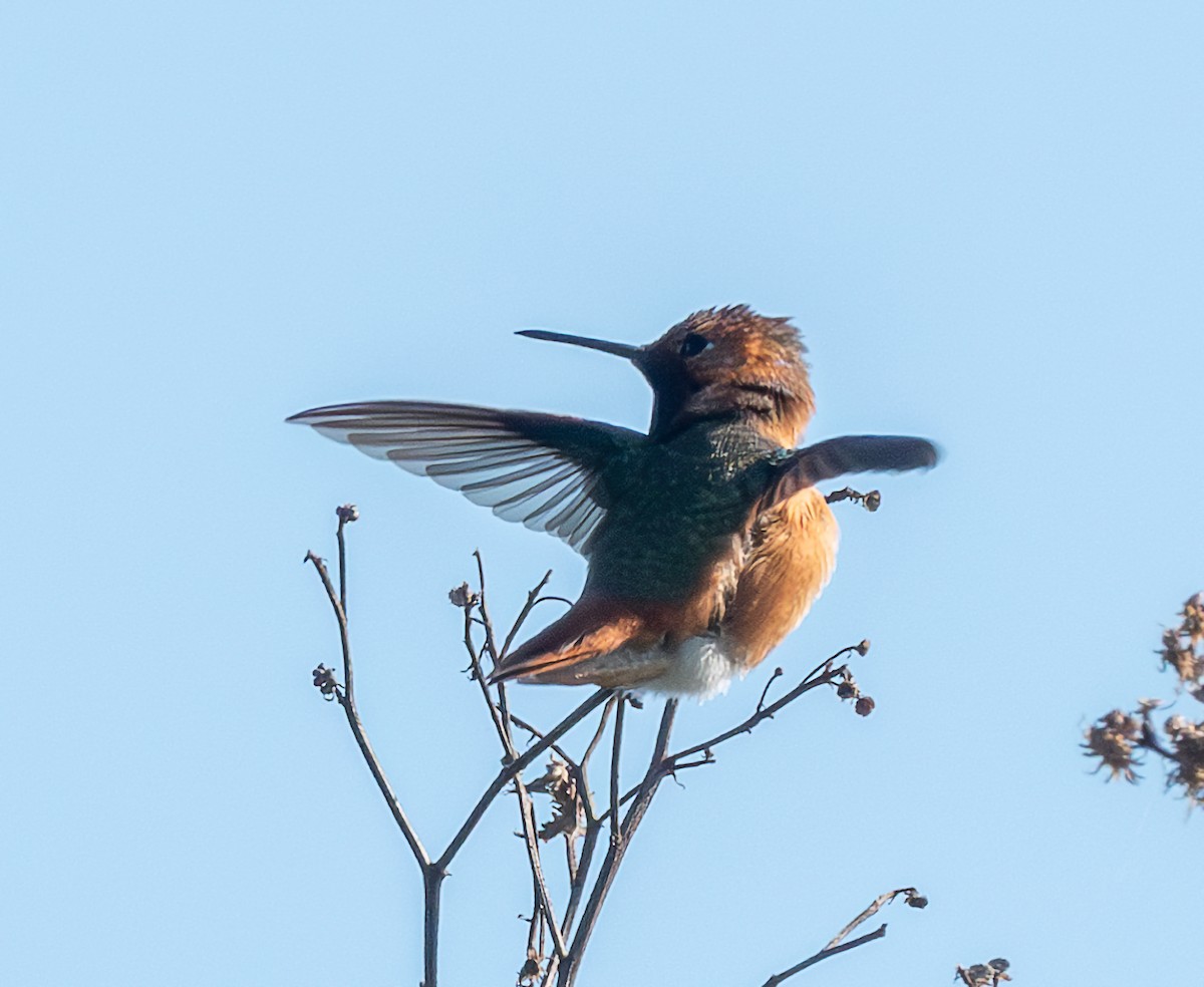 Allen's Hummingbird - ML616527089