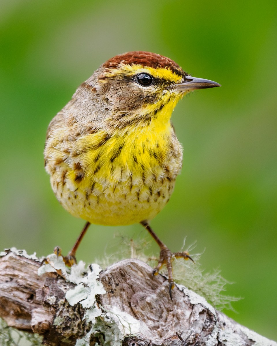 Palm Warbler (Yellow) - Greg Drawbaugh