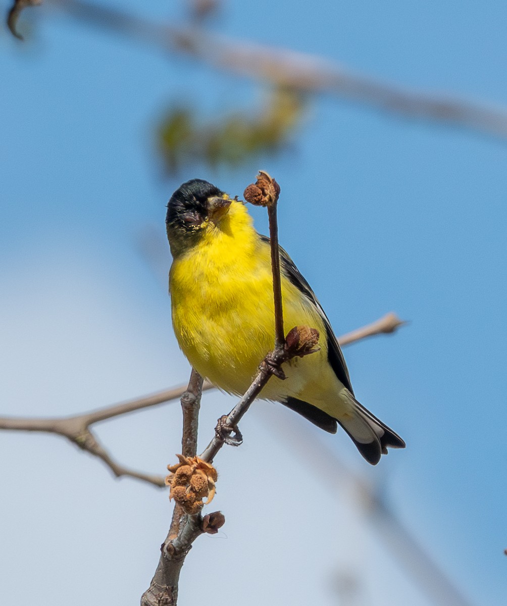 Lesser Goldfinch - Mary-Rose Hoang
