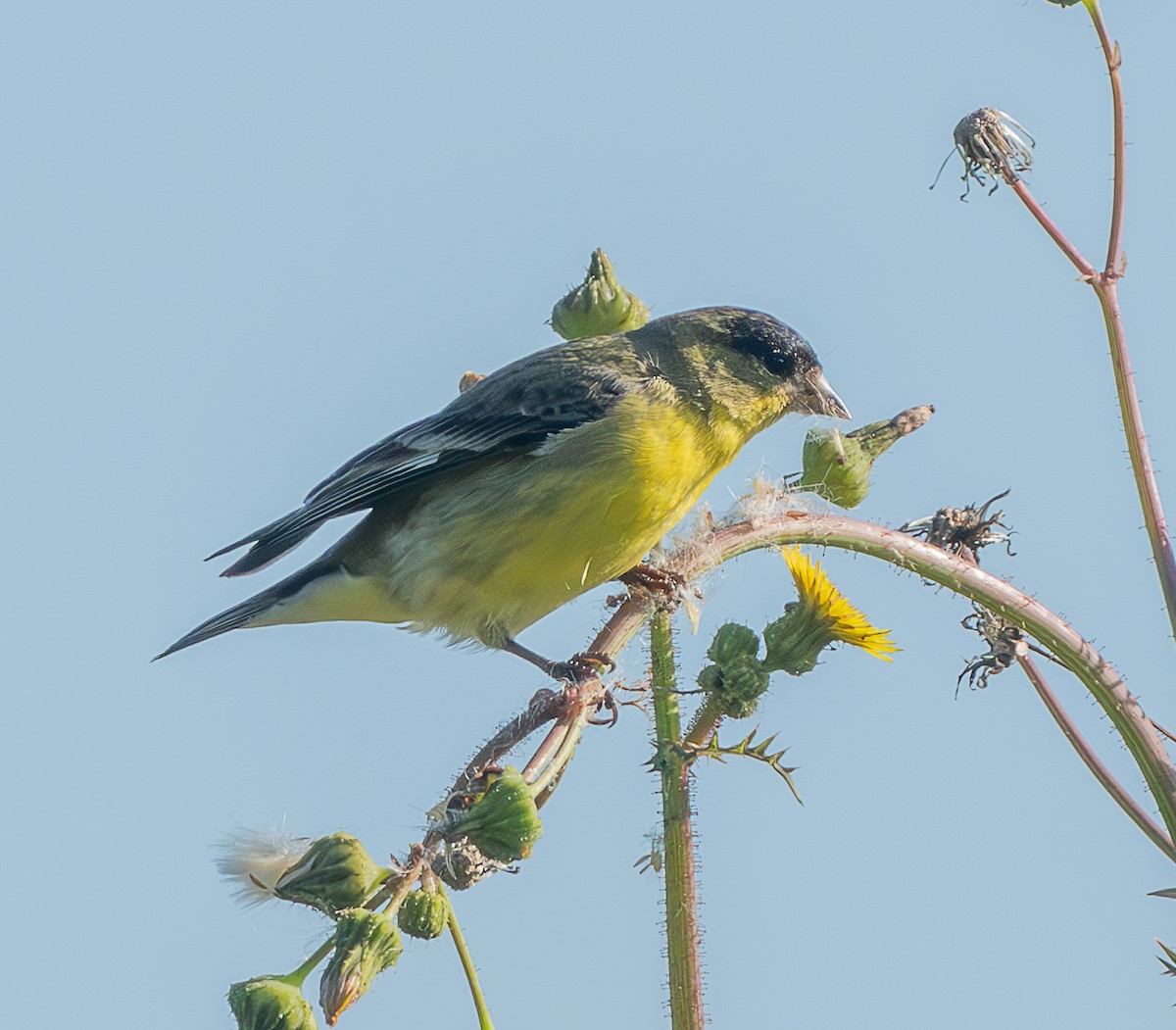 Lesser Goldfinch - Mary-Rose Hoang