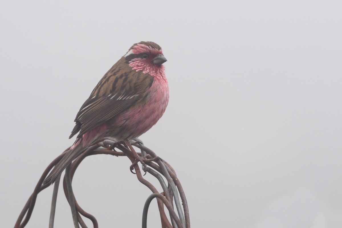 Himalayan White-browed Rosefinch - Phil Chaon