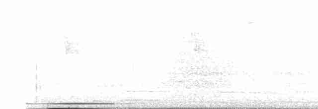 White-tipped Dove - ML616527162
