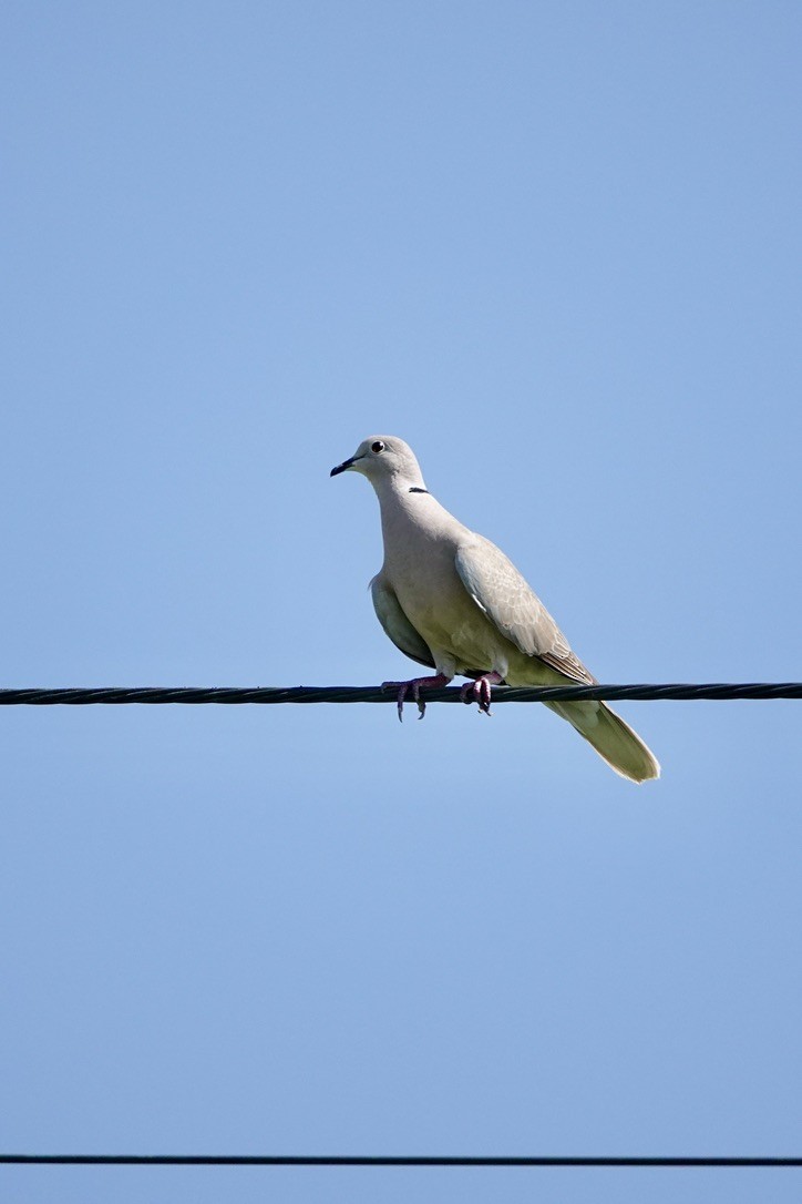 African Collared-Dove - ML616527221