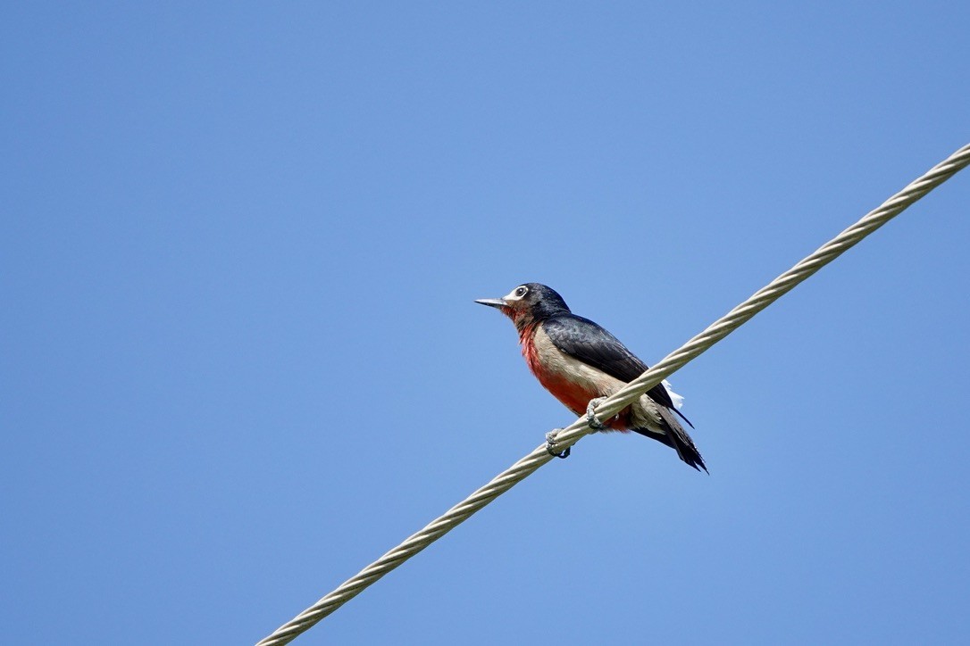 Puerto Rican Woodpecker - ML616527236